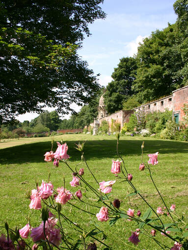 A close-up view of some pink flowers growing beside a neat lawn in a walled garden.