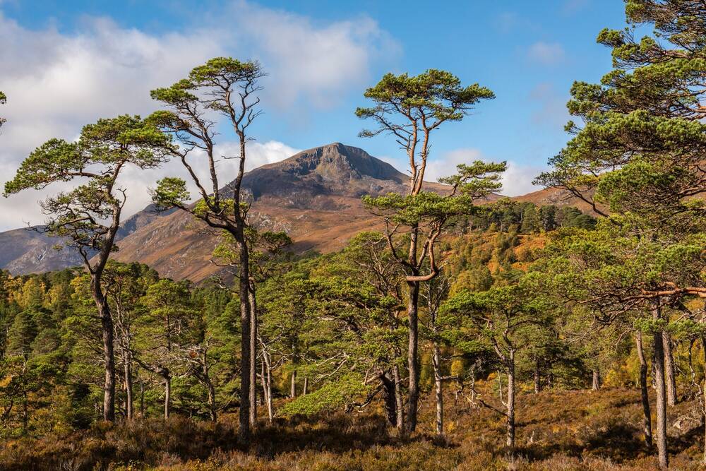 Tall pine trees grow from a heather-covered floor, with tall mountains in the background against a blue sky.