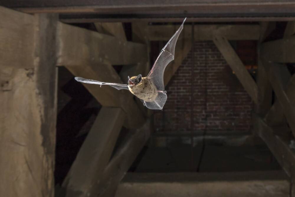 A bat flies out of a church tower, its wings spread wide.