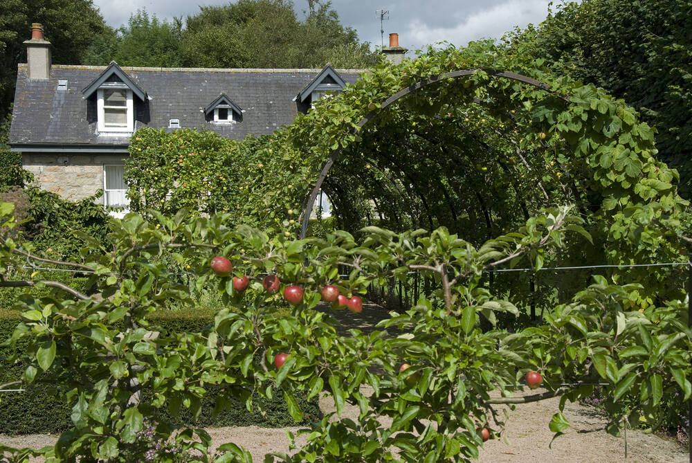 A view of an apple orchard with a stone cottage in the background. Some apple trees have been trained to form an arch over a gravel path leading towards the cottage.