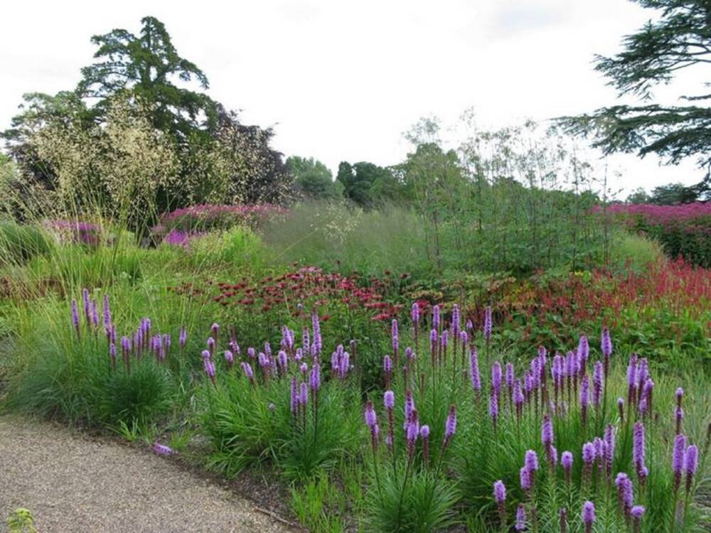 A view of a floral bed at Pitmedden Garden, beside a gravel path in the foreground. Tall purple flowers grow close to the path edge, with red-pink flowers behind. They are surrounded by large ornamental grass plants.