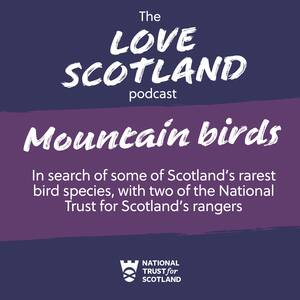 A purple title card. The National Trust for Scotland logo is at the bottom of the card. The text reads: The Love Scotland podcast. Mountain birds: In search of some of Scotland's rarest bird species, with two of the National Trust for Scotland's rangers.