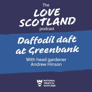 A blue title card reads: The Love Scotland podcast, Daffodil daft at Greenbank, with head gardener Andrew Hinson.
