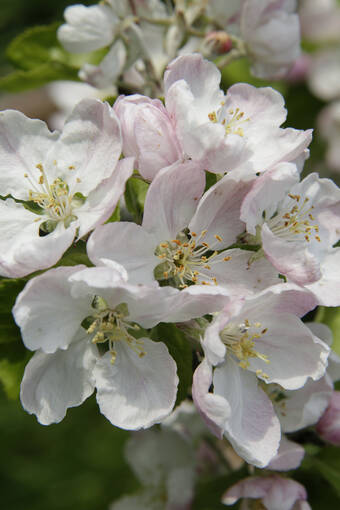 A close-up view of a sprig of apple blossom.