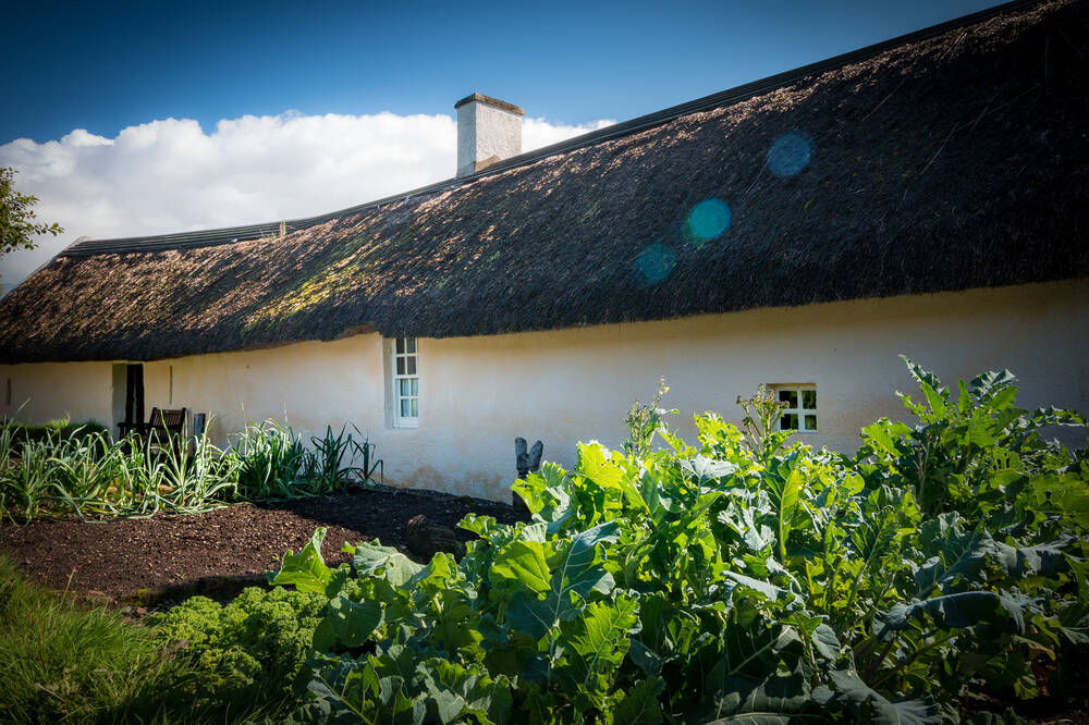 Kale and leafy vegetables grow in plots outside the thatched Burns Cottage. The cottage has whitewashed stone walls.