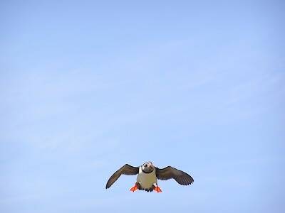 A puffin flies high in the sky.