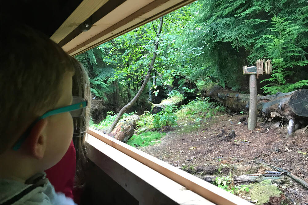 Looking for red squirrels from the hide in Brodick Country Park