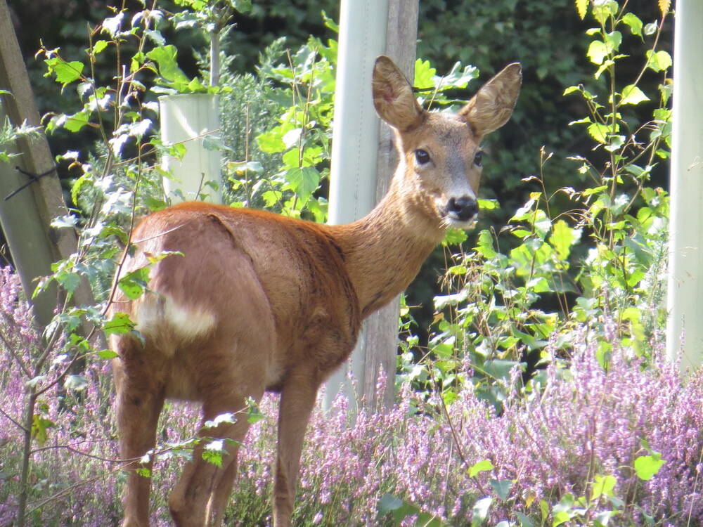 A roe deer stands in a flowery (possibly lavender) area with saplings. It has turned its head to face the camera. Its very large ears and white rump are clearly visible.