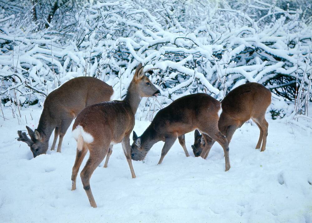 A group of four roe deer stand by a hedge that is covered in thick snow. The ground also has a deep blanket of snow. Three are grazing, but one remains alert with its head looking to the right.