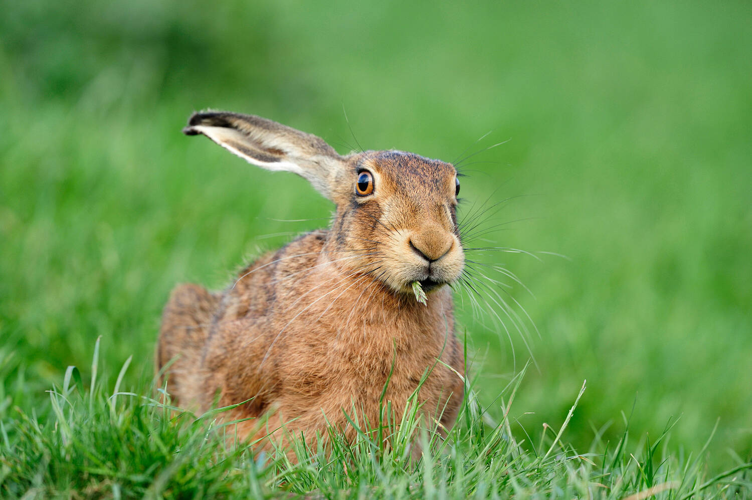 A brown hare sitting among green grass. The black tips of its long ears can be seen. It’s chewing an ear of grass.