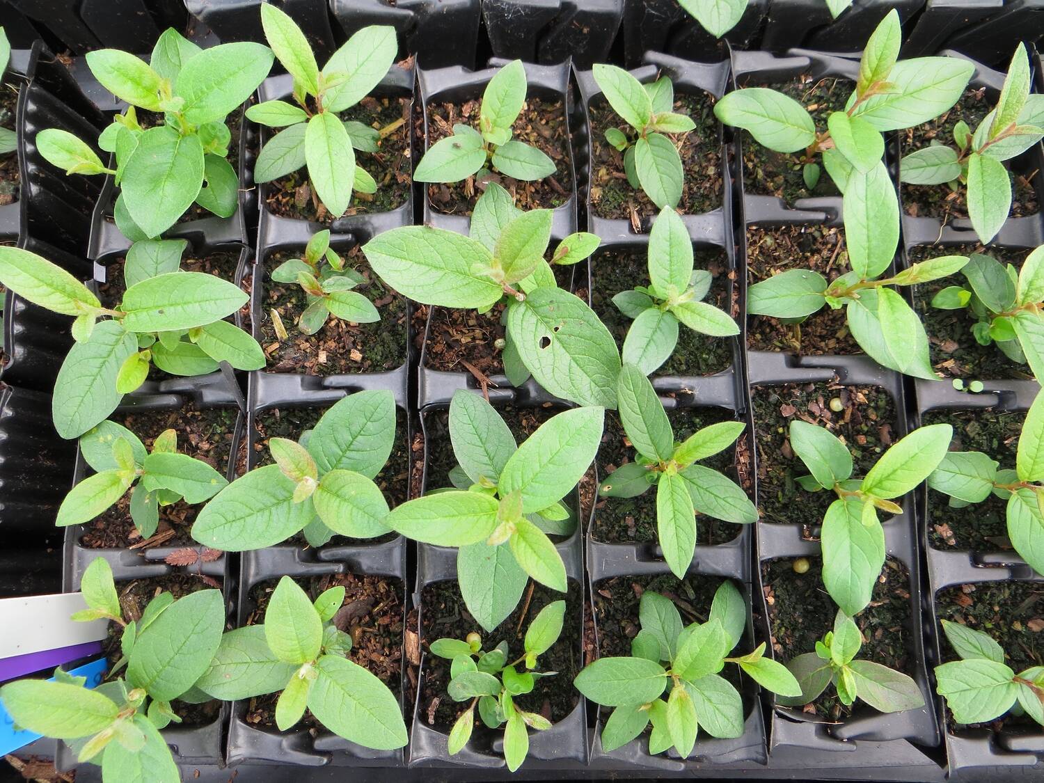 A tray of individually potted willow seedlings.