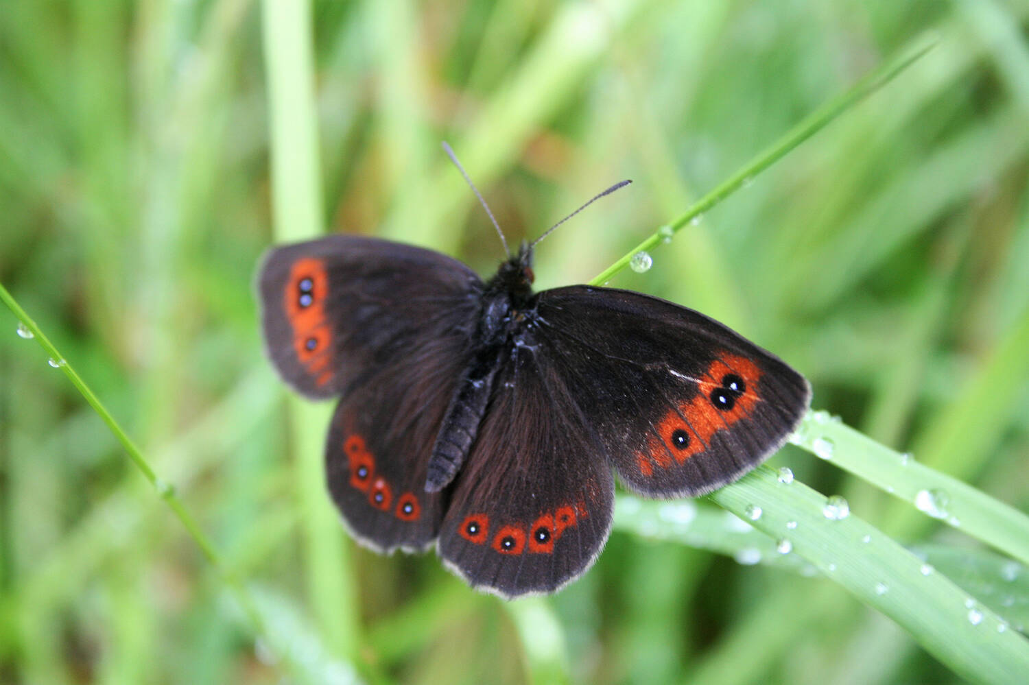 Scotch argus butterfly on a blade of grass