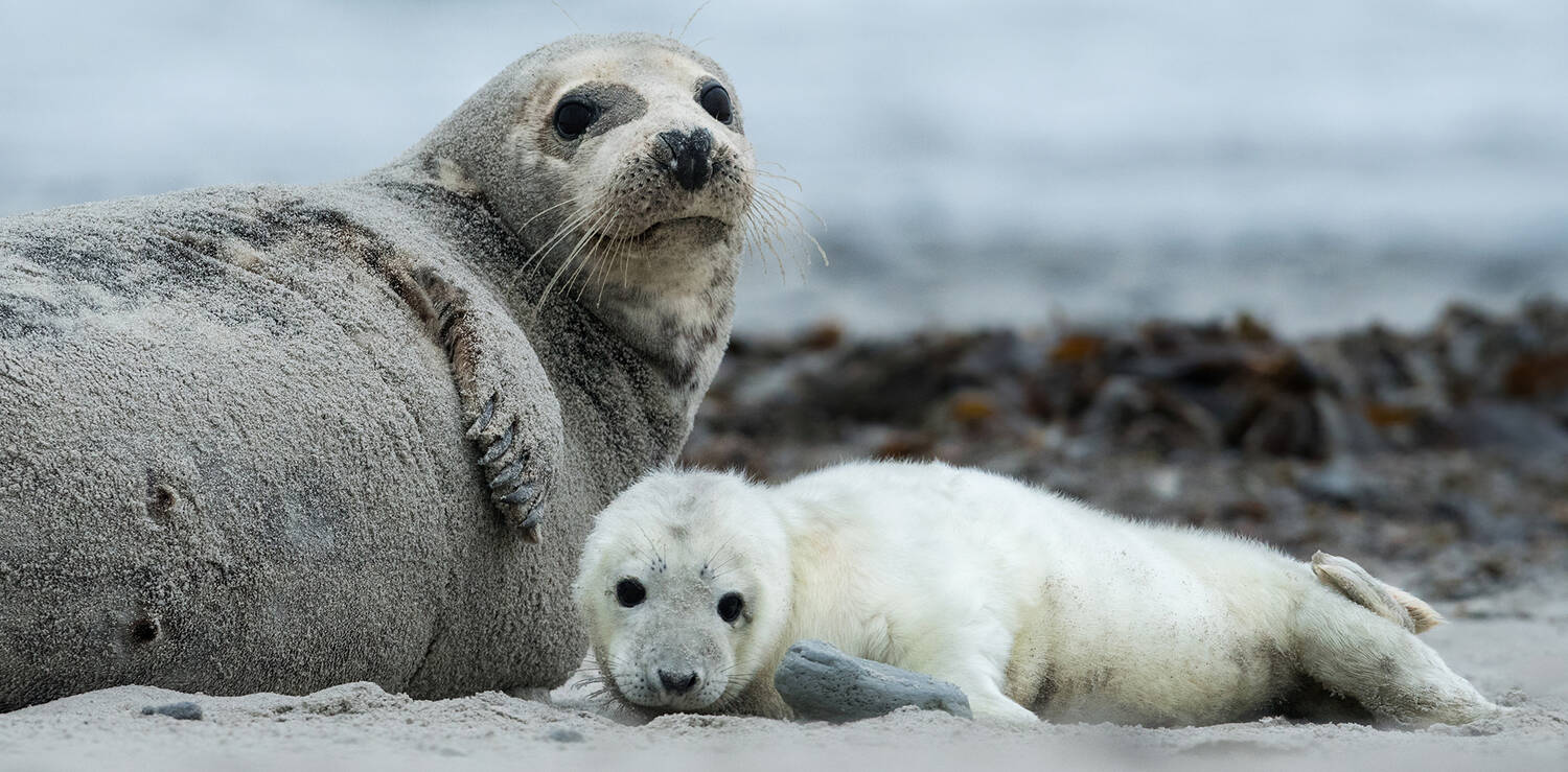 A white, furry seal pup lies on a sandy beach next to its mother