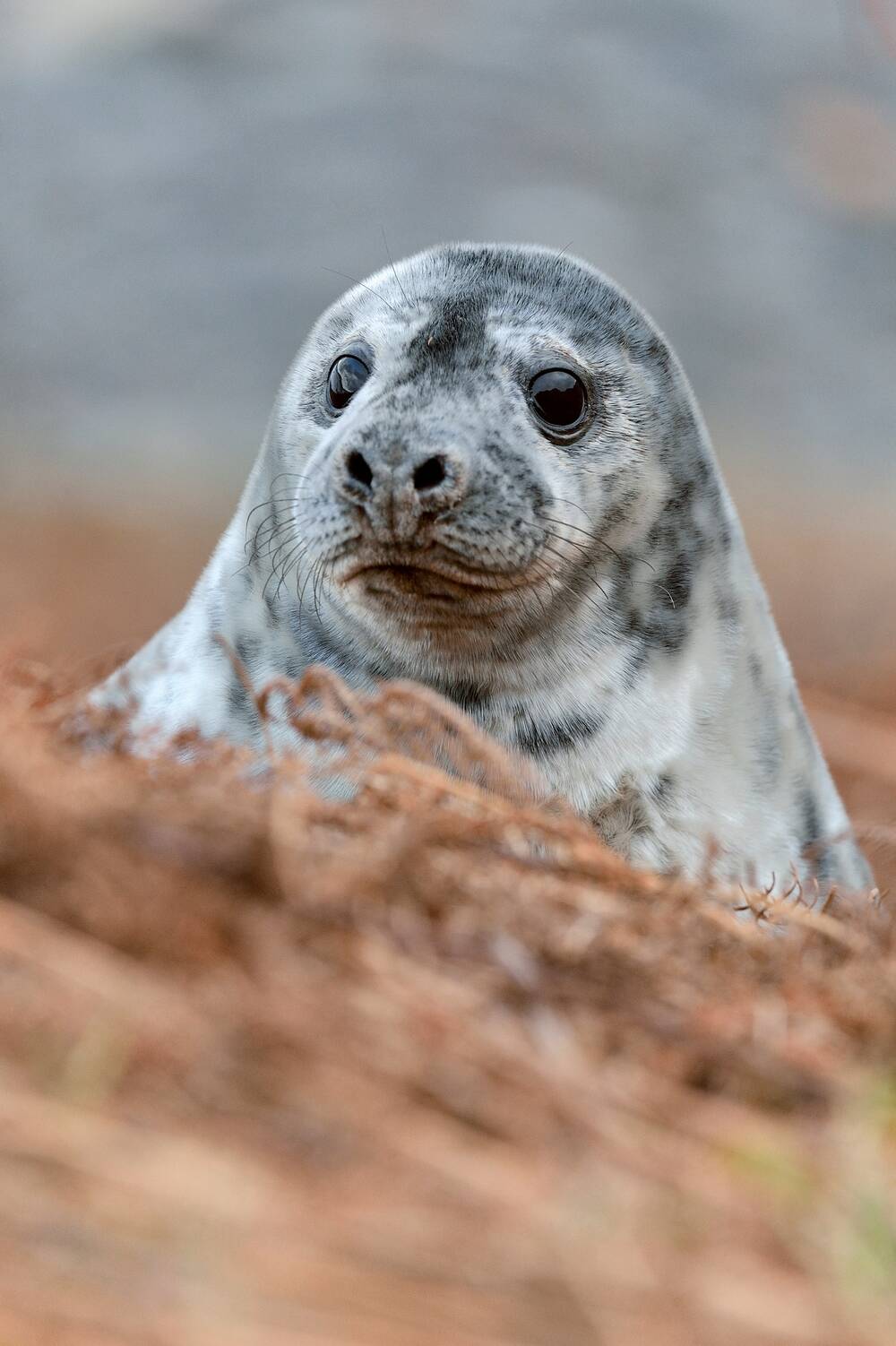 A seal pops its head up from behind a sand dune on a beach.