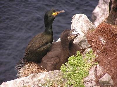 An adult shag and chicks sit in their nest.