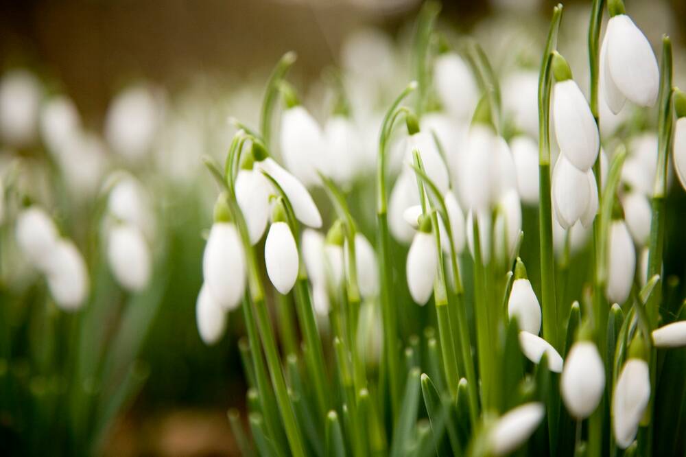 A close-up image of a dense cluster of snowdrops.