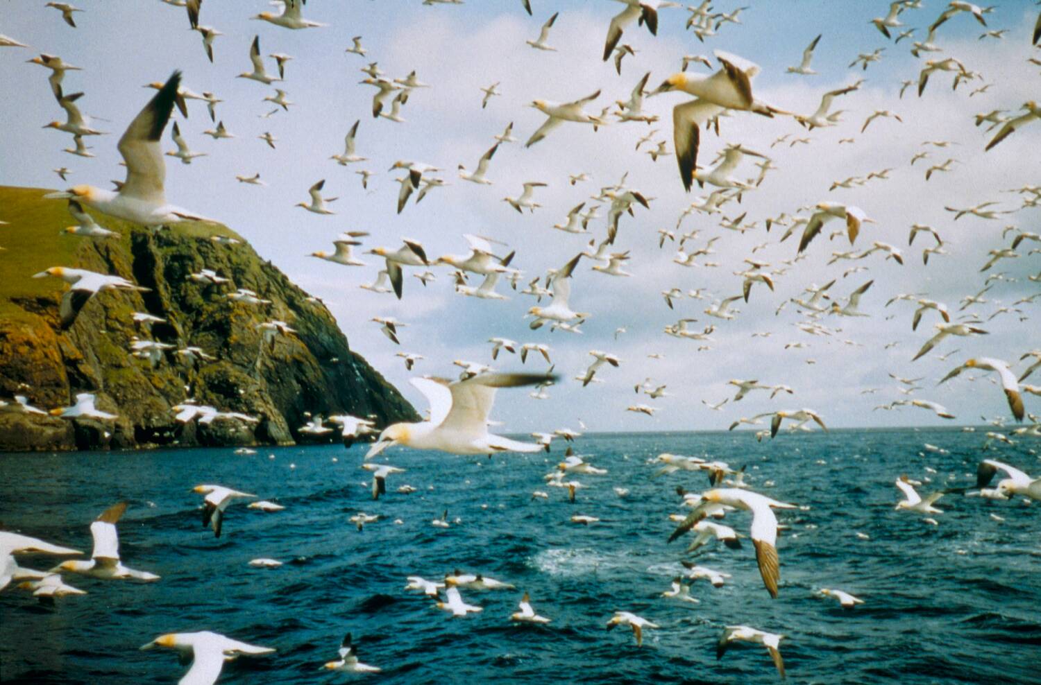 Dozens of gannets fly over the sea, close to the shore of St Kilda.