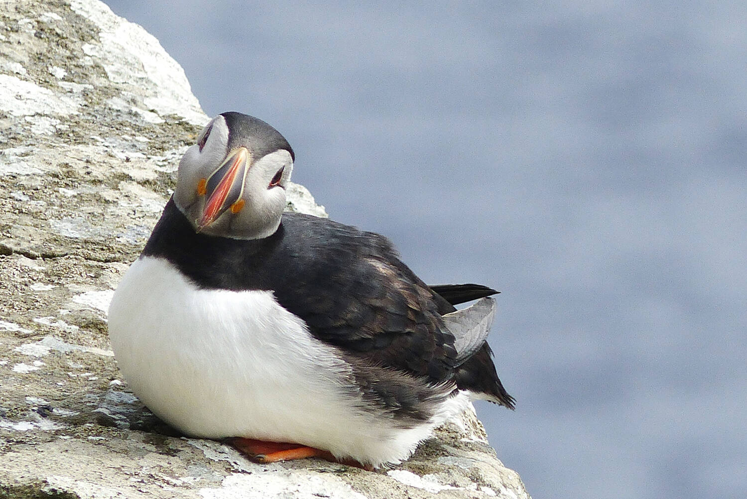 A puffin sits high above the sea on a cliff ledge on Staffa.