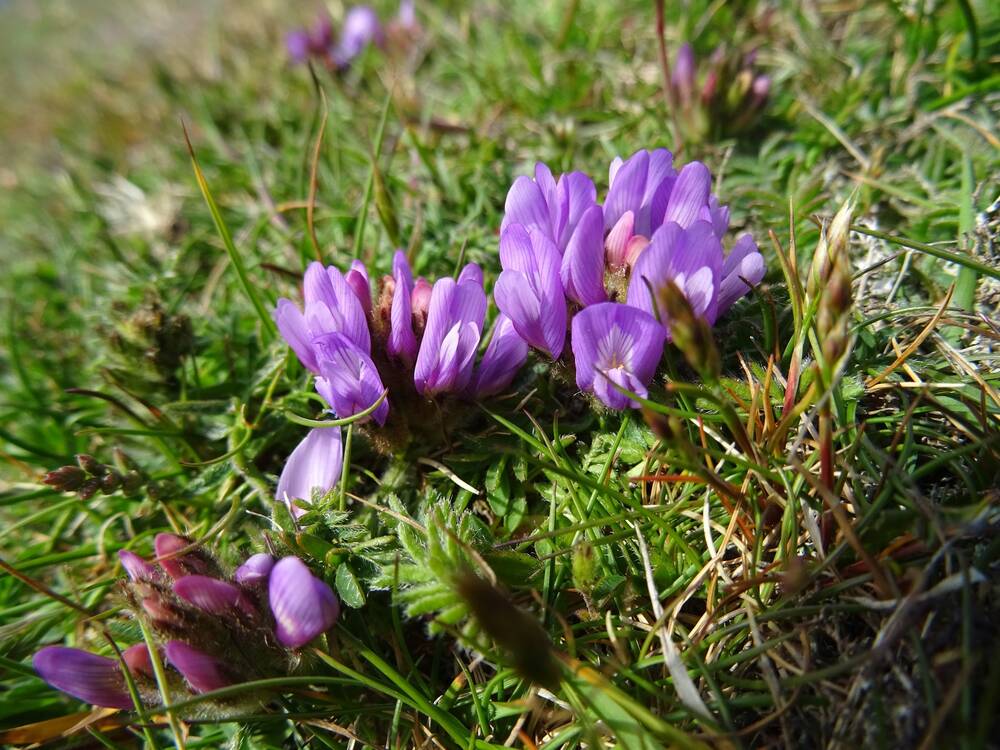 Blooming gorgeous: purple milk-vetch | National Trust for Scotland