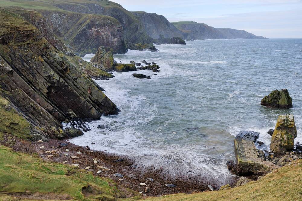 A view looking down from the cliff top onto large grey seals and their pups, lying on a stony beach on a little bay surrounded by tall, rugged cliffs. The frothy waves crash against the rocks on the shoreline.