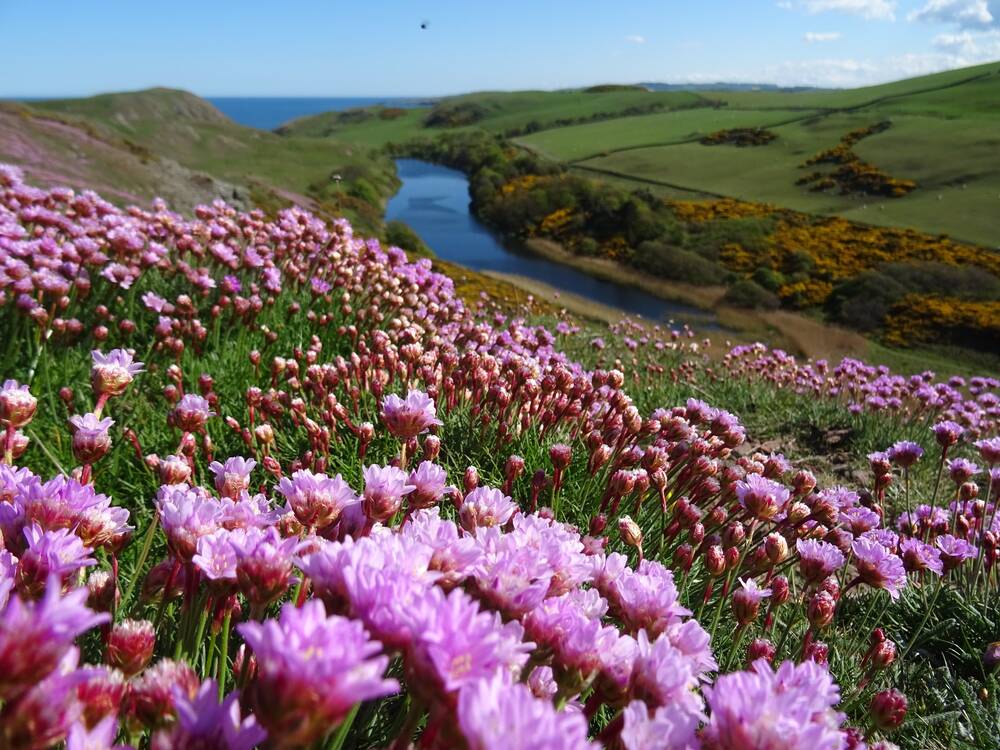 A view of a hillside covered in pinky-purple flowers, looking down towards a blue loch and with the sea just glimpsed in the distance. On the other side of the loch, the hillside is covered in yellow gorse.