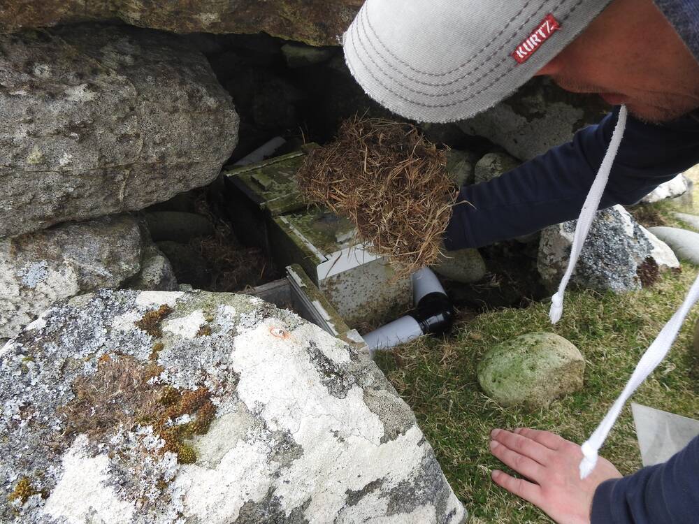 A man kneels and places his hand into a gap between some large boulders. Hidden in this gap are small nesting boxes. He adds some dry grass to cover them.