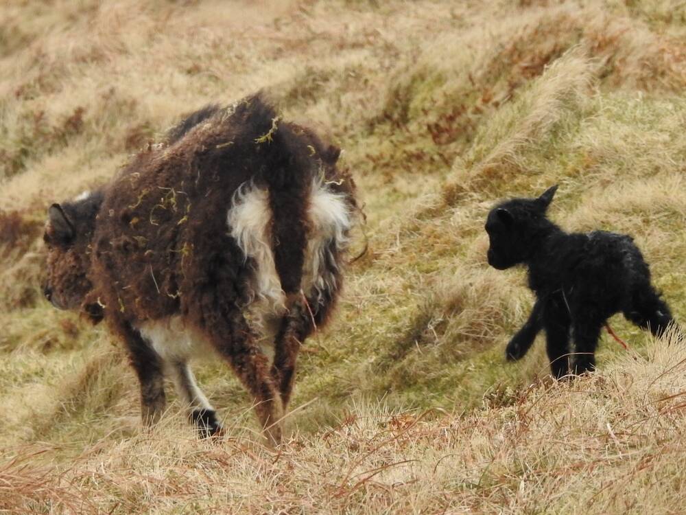 A large, brown, fleecy sheep walks away from the camera across a grassy hillside, followed by a small black lamb.