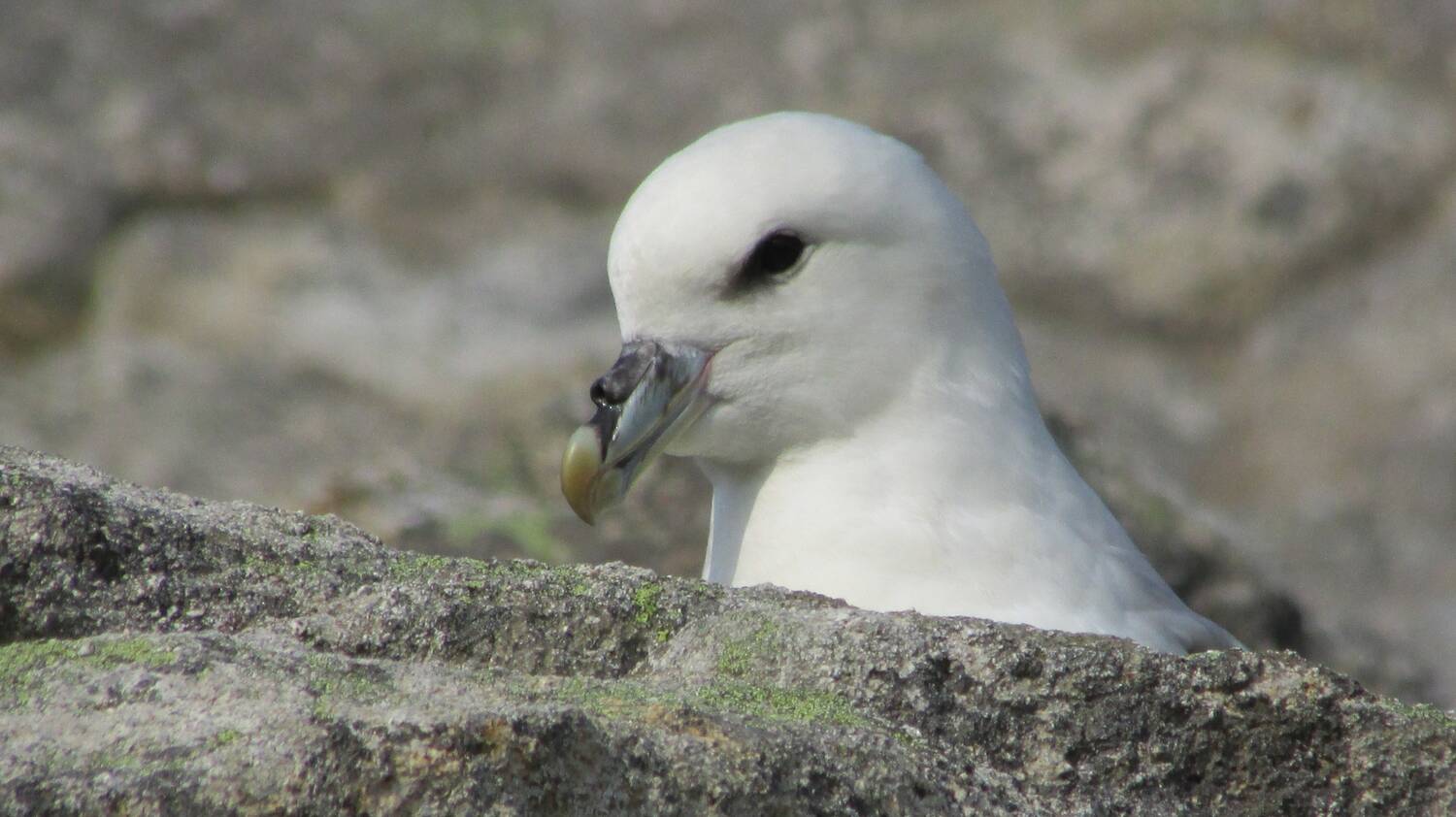 A fulmar peeks out from behind a rock on St Kilda
