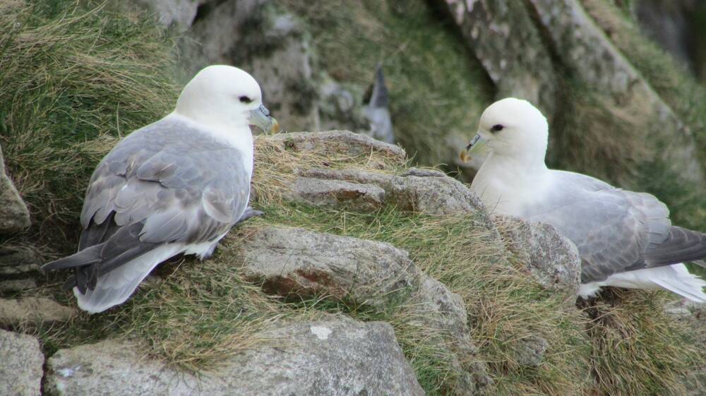 Two fulmars sit on either side of a nest on a rocky ledge on St Kilda