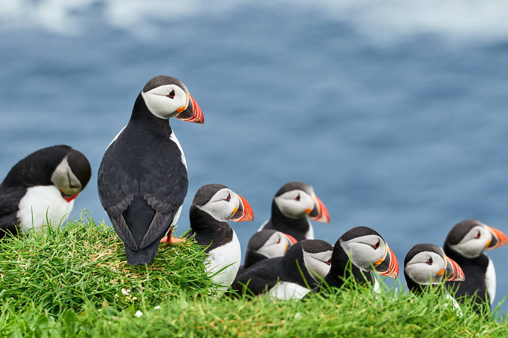 A group of puffins perch on the cliffs of Staffa.