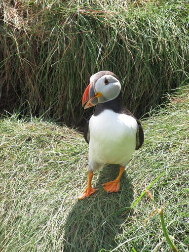 A puffin, displaying its very colourful beak, stands beside its burrow opening on a grassy cliff.
