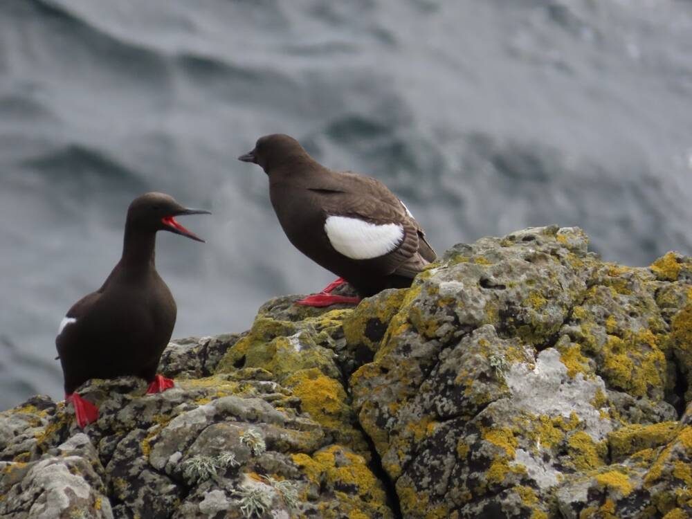 Two black guillemots sit on a cliff rock, with the sea in the background. They face each other; the one on the left has its beak open. The white wing markings on the one on the right are clear.
