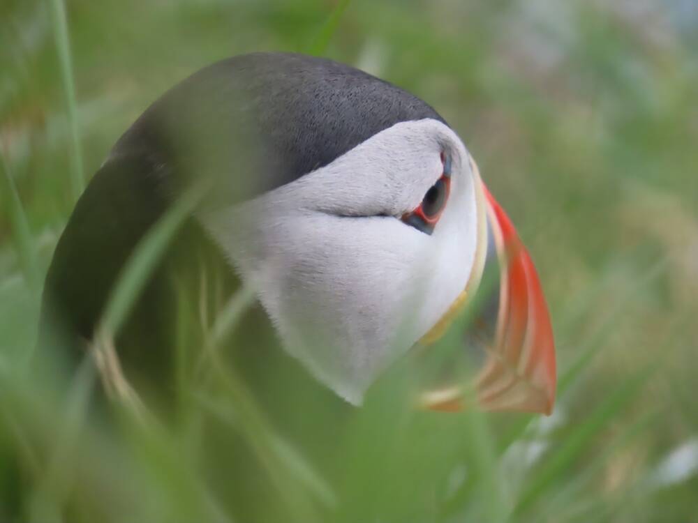 A close-up of a puffin sitting in long grass. Its head is visible, with its characteristic bright beak.