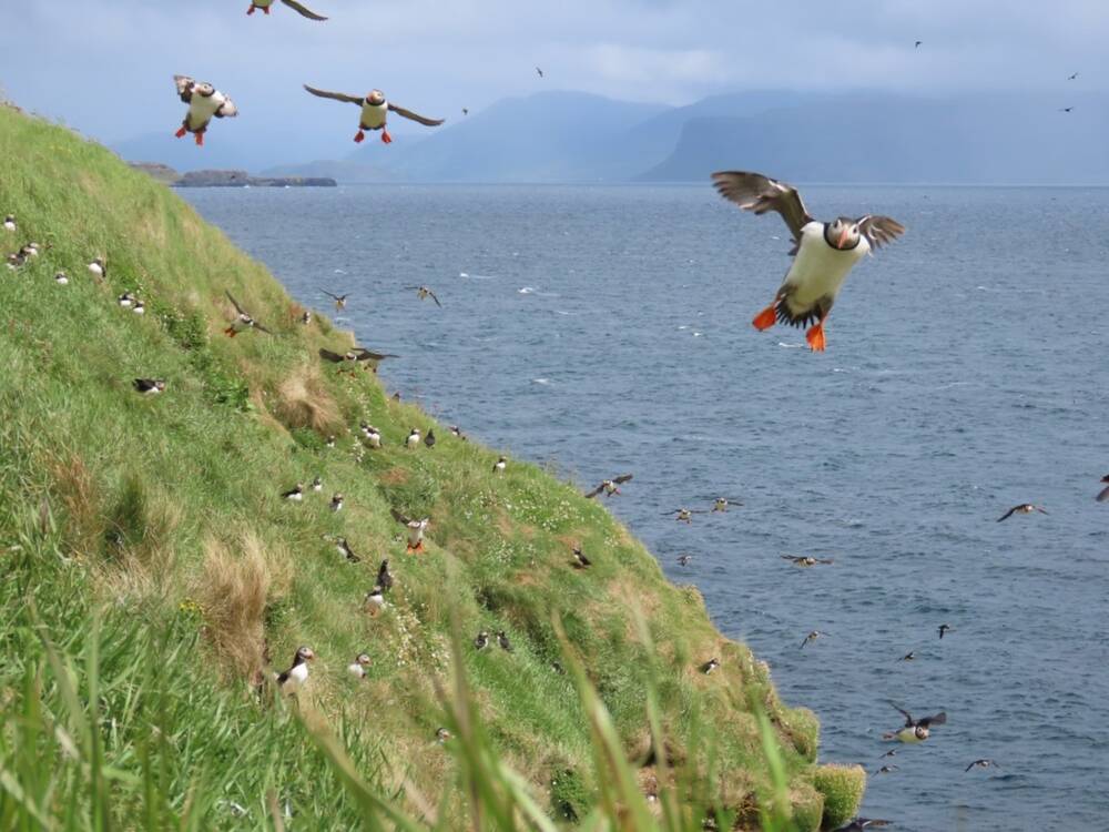 Puffins flying by the grassy cliffs of Staffa