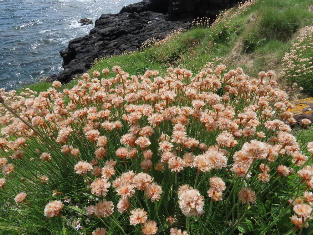 Dense clusters of pink thrift flowers grow on a grassy cliffside, with the sea seen far below.