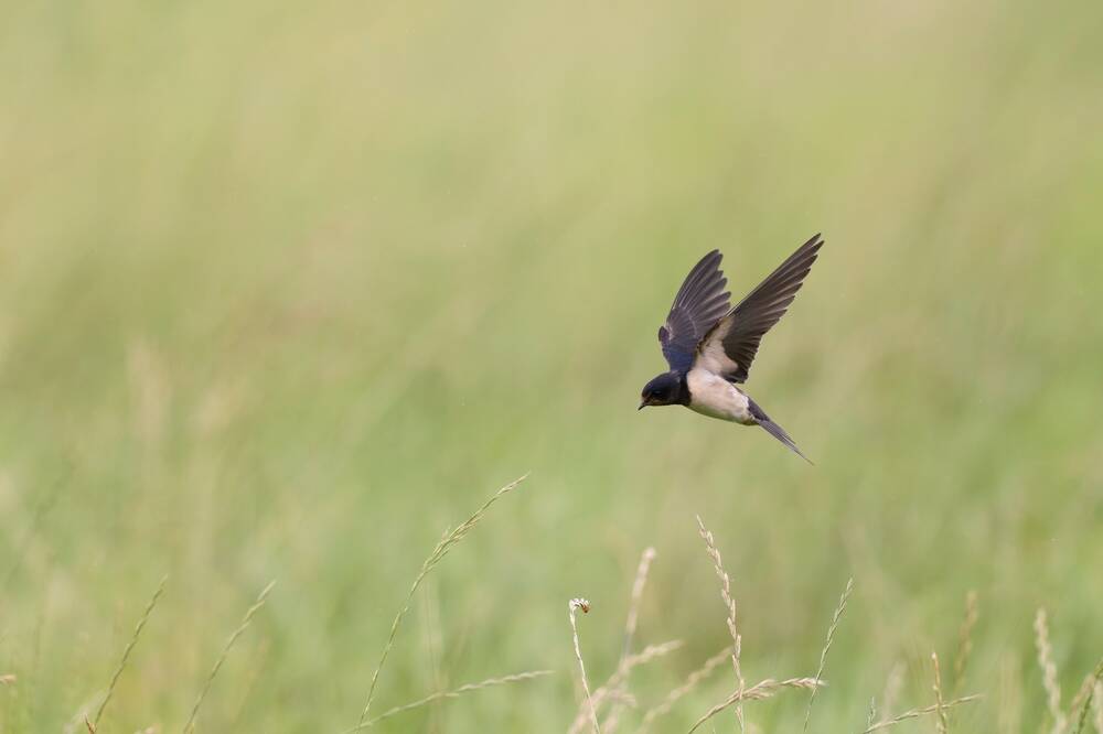 A swallow hovers in the air, its wings held high above its body. It is looking down at a grassy field.