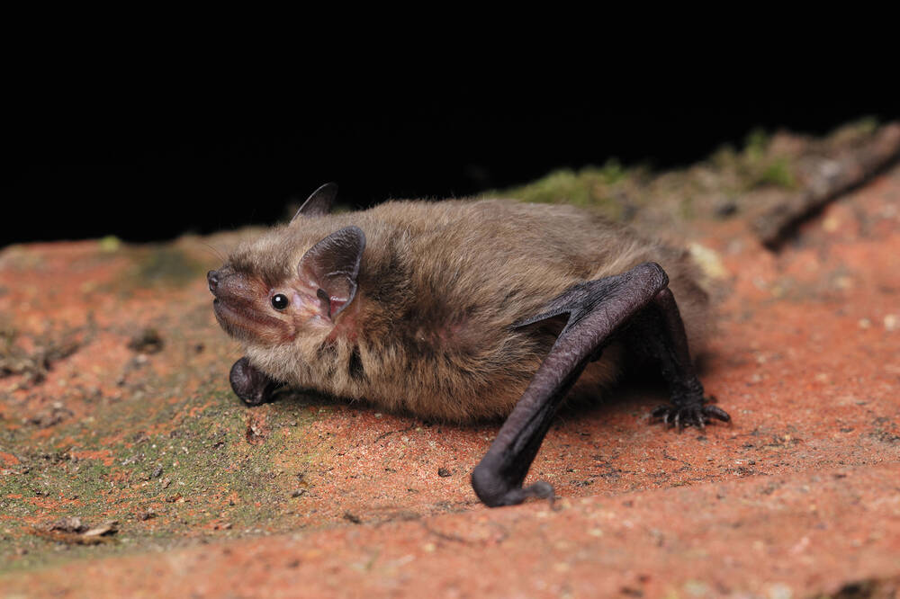 A pipistrelle bat rests on a brick surface, its wings tucked into its furry body.