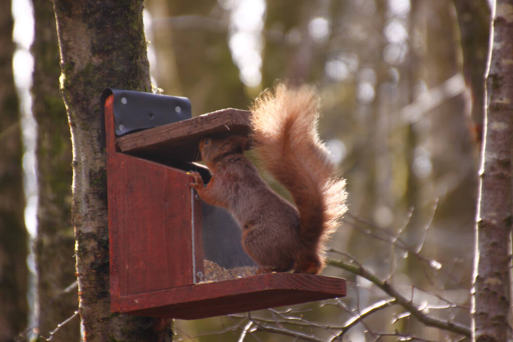 Tetrad Feeder Box Survey At Threave National Trust For Scotland