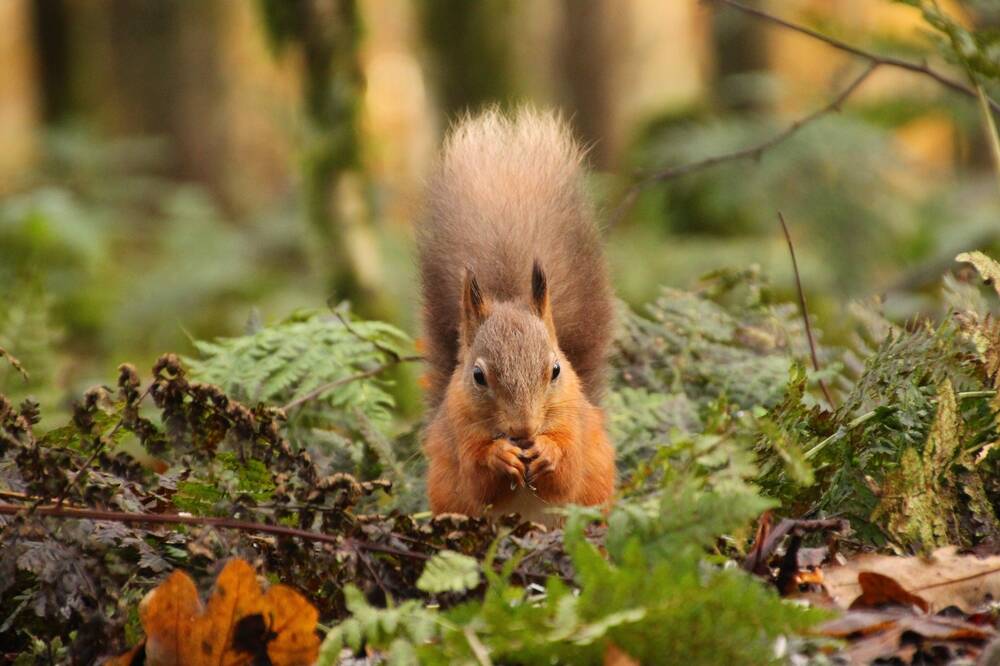 A red squirrel sits up on its haunches, nibbling a nut held in its front paws. It faces the camera straight on, with its tail held up straight behind it.