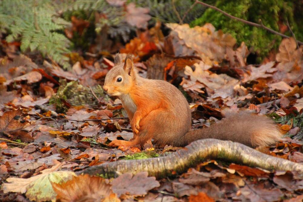 A red squirrel sits on a leafy woodland floor, surrounded by orange and brown fallen autumn leaves. A chunky twig lies in the foreground. The squirrel appears to be resting its front paw on its hind leg. Its long tail is stretched out behind it.