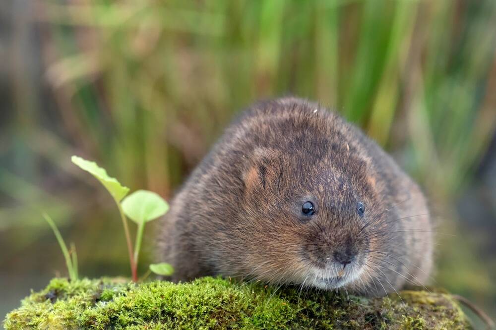 A very plump water vole sits on a mossy rock beside a loch.