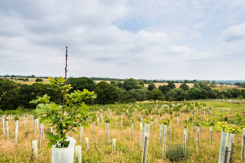 A large field is almost filled with newly planted young oak trees. They have plastic sleeves around their trunks for protection. In the background, an established oak woodland can be seen.