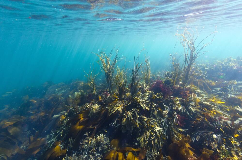 A seabed covered in waving seaweed is seen underwater. The water is clear and bright blue.