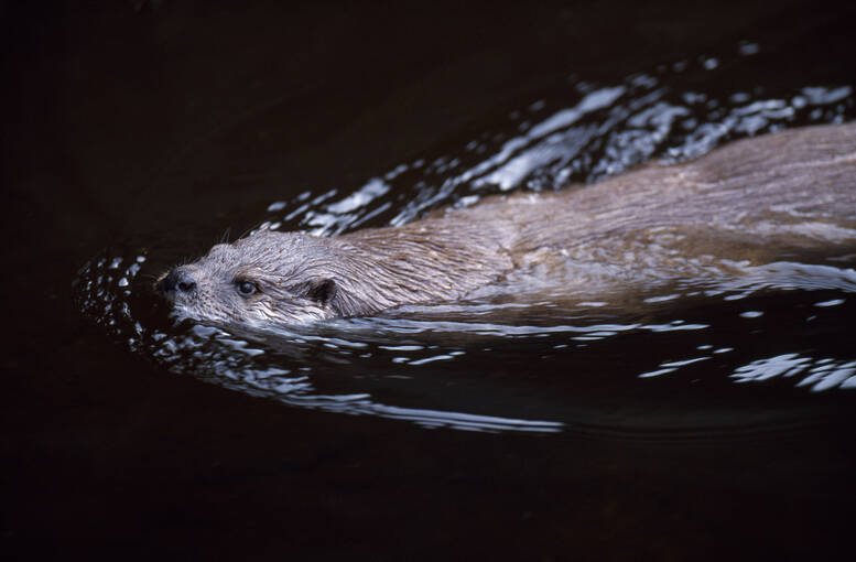 An otter swimming through water.