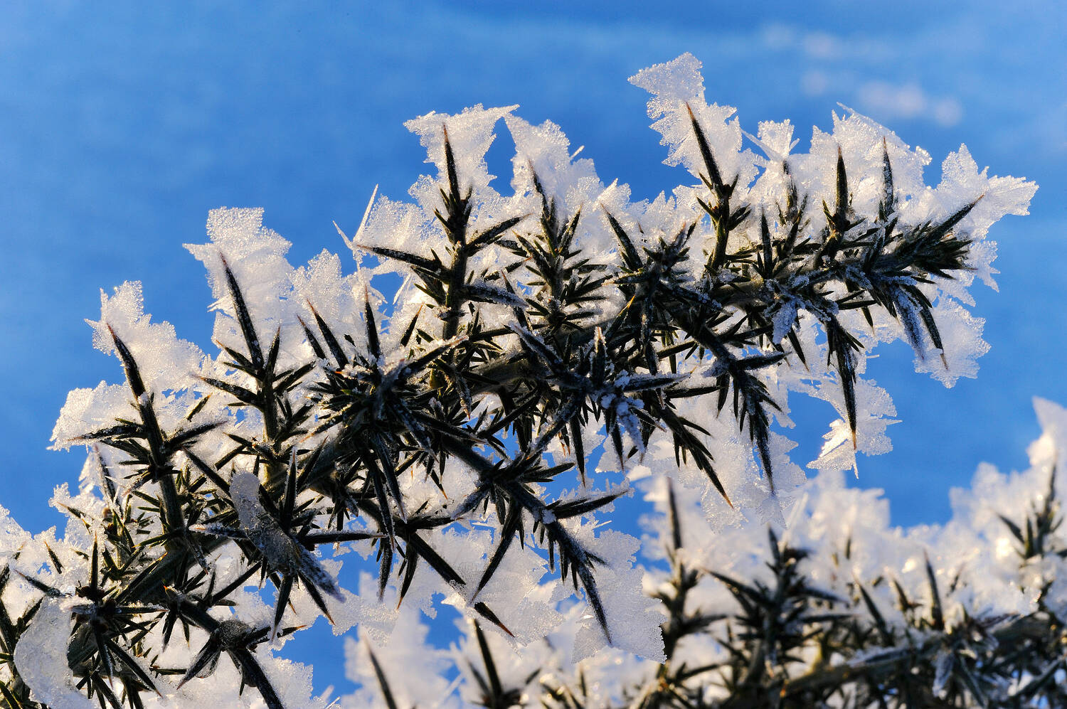 Close-up of a branch of a gorse bush covered in a thick white frost.
