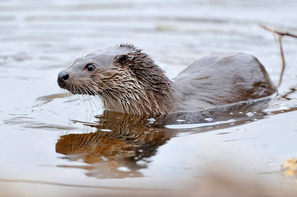 An otter swimming in water, with its head and body above the surface of the water.
