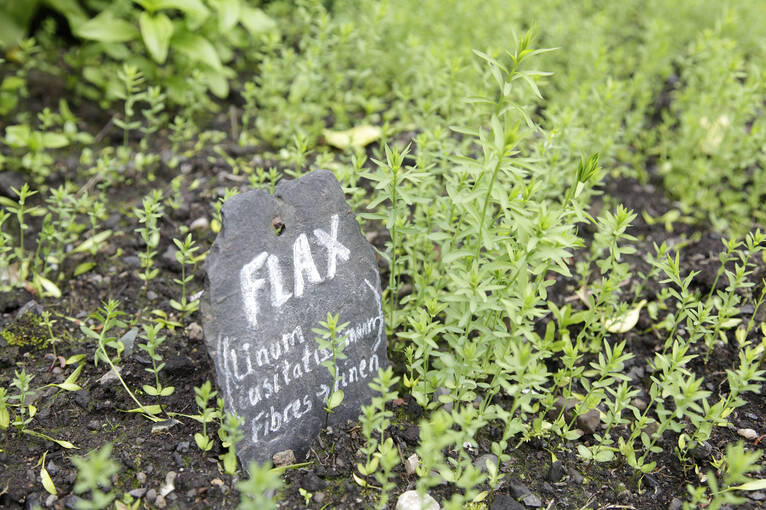 Flax plants