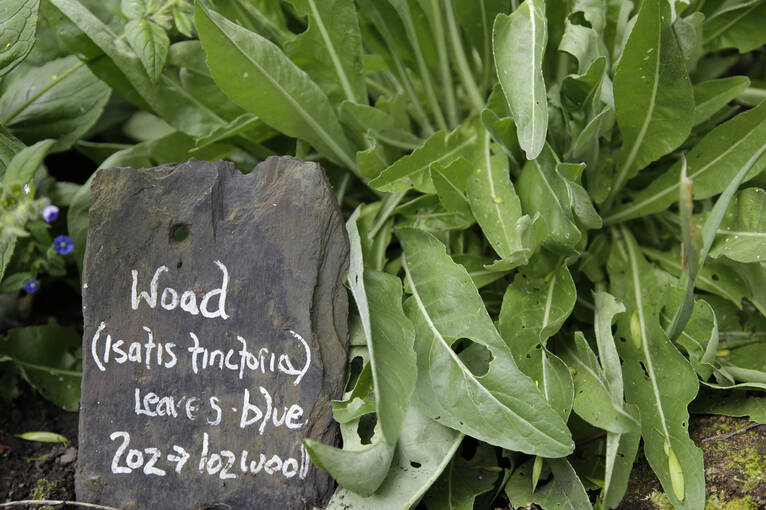 The woad plant