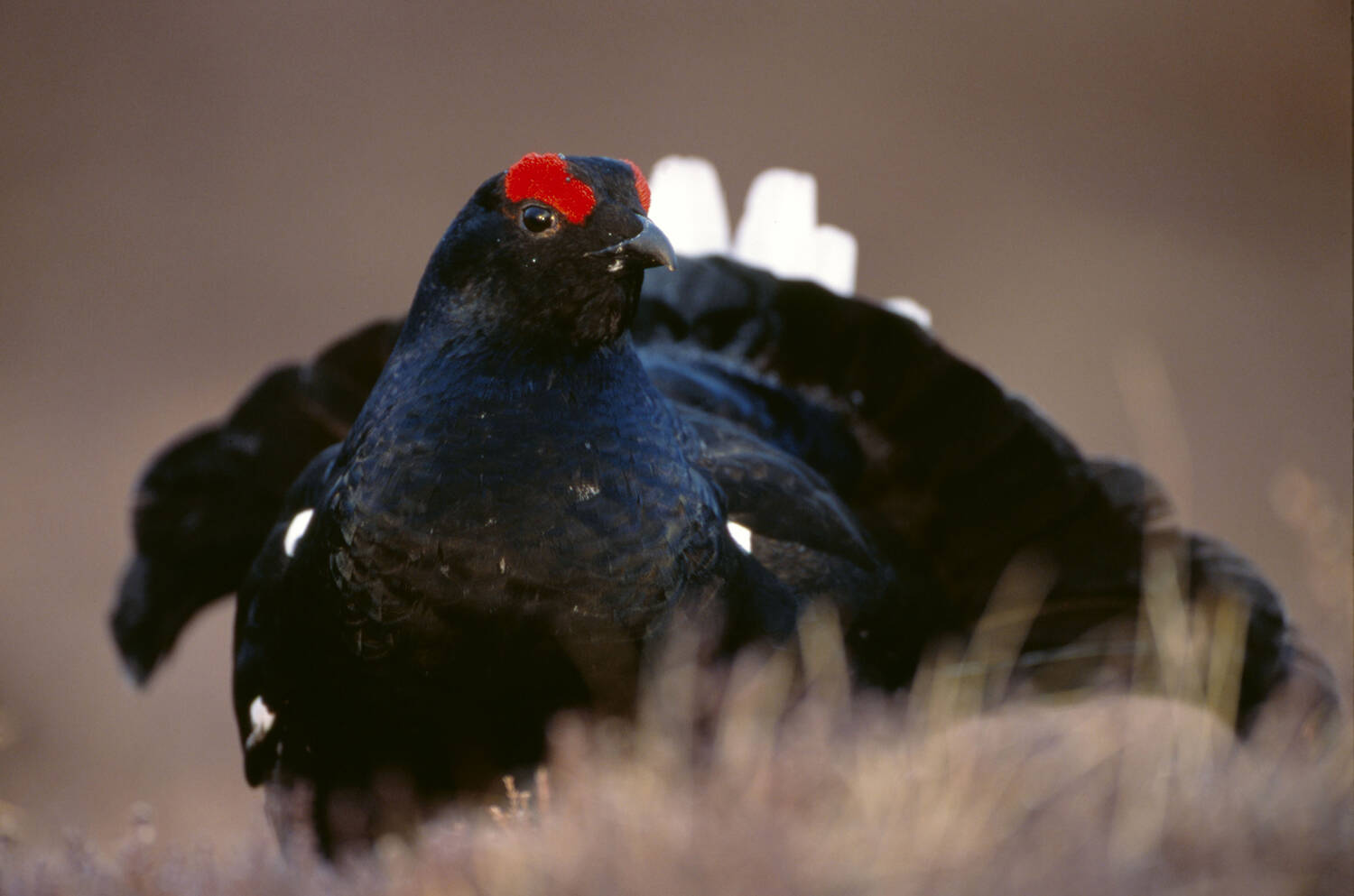 A close-up of a black grouse, sitting on a patch of wispy grass. Its red eyebrow is very clear, and it holds its tail fanned out behind it, revealing the white tail feathers.
