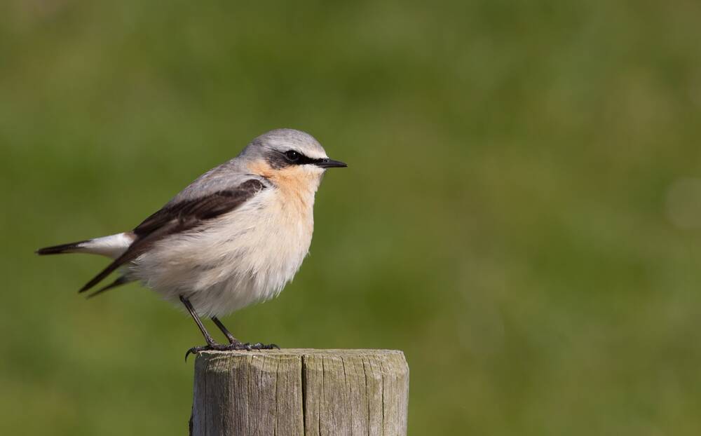 A wheatear - a small sparrow-sized bird with a blue back, white tummy, orange throat and black stripes on its wing - sits on a fence post.